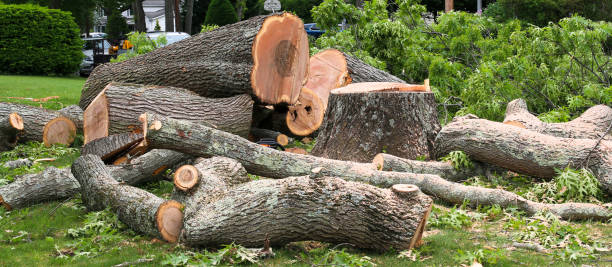 How Our Tree Care Process Works  in  Hurst, TX